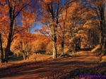 природа