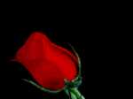 Roza