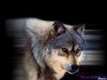 iahqj6o7pwvok3s9utdfepau0i88fkbl_2