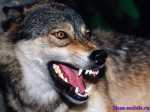 wolves_46