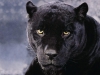 A_Dark_Mood,_Black_Panther-XX1XX-1142622440-6233