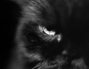 cat_001