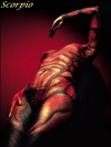 Scorpion_1