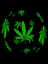 канопля
