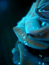 1210866693_rastenie-1