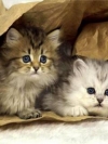 котята)