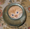 Чего уставились???