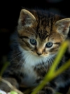 котёнок