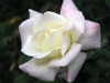 buton rozi