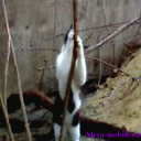 Кот-стриптизер