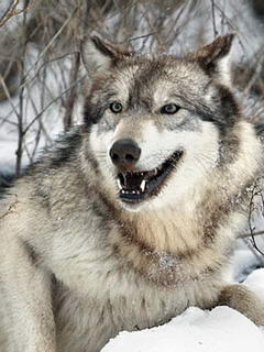 Wolf_by_O