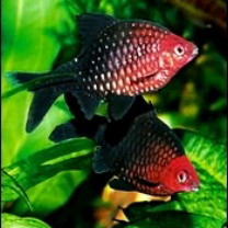 Aquarium