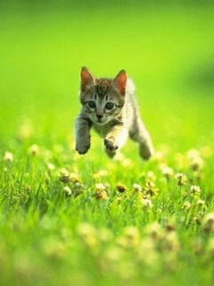 "Kitty Friends"