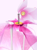 Exotic_Flower