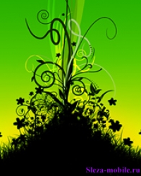 growth eruption