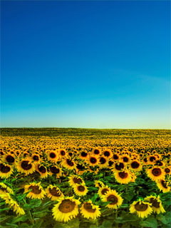 Nature_sun_by_Akva0707