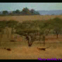 человек быстрее зверя!