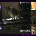 Говорящие коты.