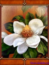 magnolia