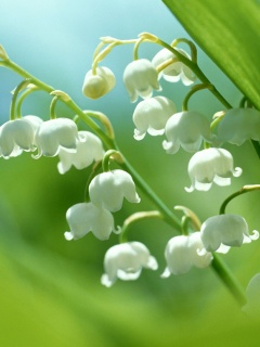 may_lily