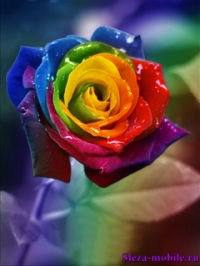 rose_raw