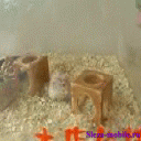Морская свинка