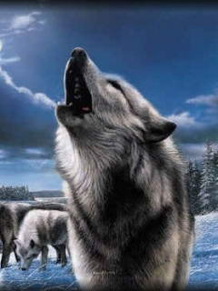 Wolf 