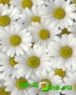 Daisys