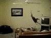Видео прикол: Котик